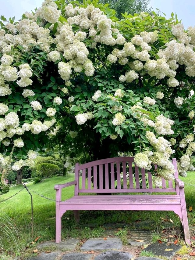 Garden of Morning Calm – A Serene Escape Near Seoul