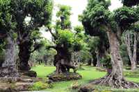 สวนช้างทองเฮอริเทจ สวนไม้โยราณเชียงใหม่