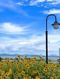 🌸 橫琴花海長廊三號驛站｜太陽花+露營