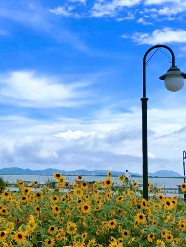 🌸 橫琴花海長廊三號驛站｜太陽花+露營