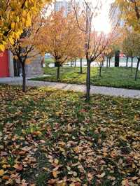🍂 Autumn in Xi’an – A City Wrapped in Gold