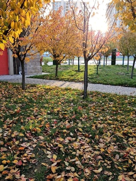 🍂 Autumn in Xi’an – A City Wrapped in Gold