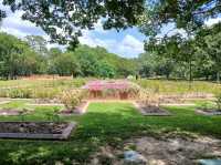 Tyler Rose Garden – Tyler