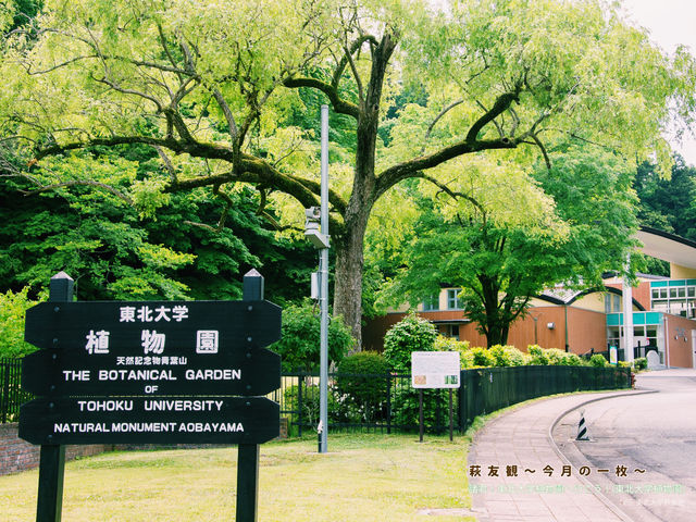 仙台🇯🇵東北大學植物園