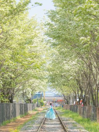 The Most Beautiful Railway Path in Korea Right Now