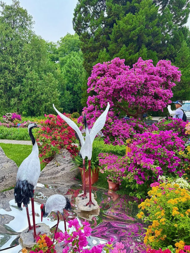 🌸 Summer Bloom at Monet Garden, Tiantan Park Science Garden 🌿