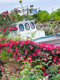 【エコパーク水俣バラ園】色とりどりのバラに包まれる、癒しの花園🌹🌞