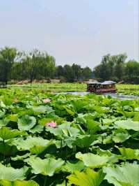 Summer Serenity at Yuanmingyuan: A Lotus Paradise
