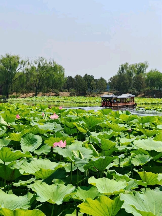 Summer Serenity at Yuanmingyuan: A Lotus Paradise