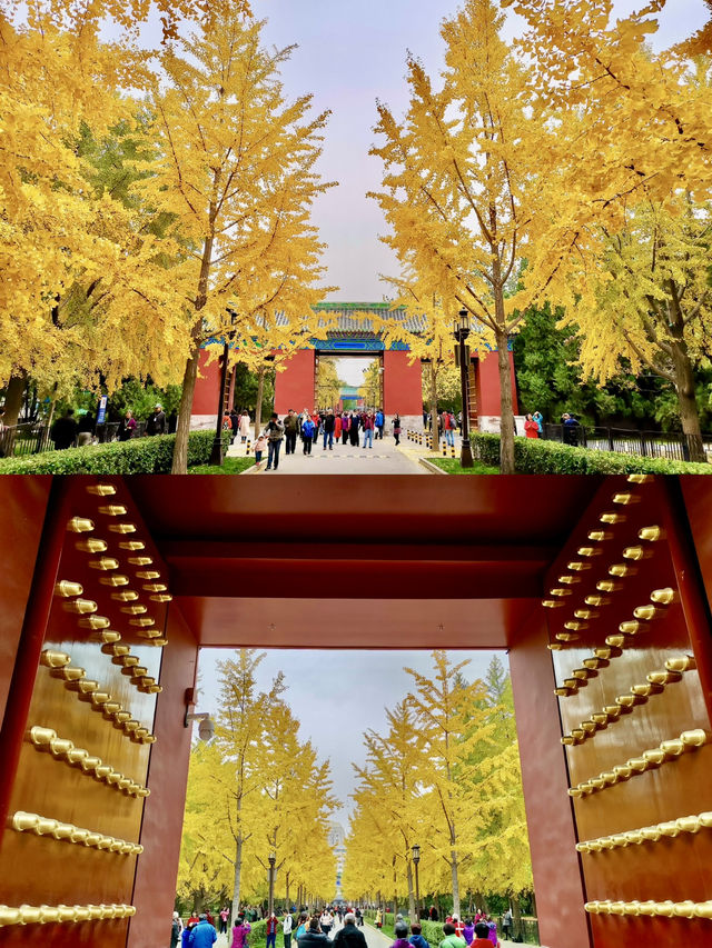Cypress Shadows and Ginkgo Gold – The Seasons of Ditan Park