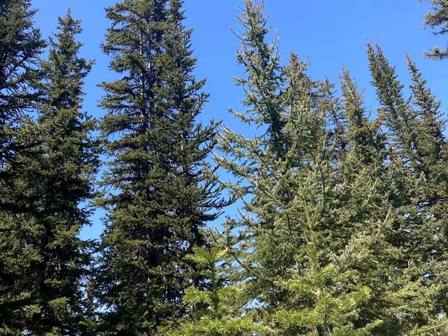 Peyto Lake – “Canada’s Wolf-Shaped Wonder”