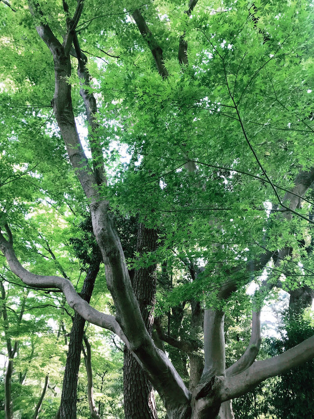 💧🏞️水と音がつなぐ非日常──品川・御殿山庭園の滝散歩 💧🏞️水と音がつなぐ非日常──品川・御殿山庭園の滝散歩