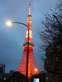 จุดชมซากุระใกล้ Tokyo Tower🗼 