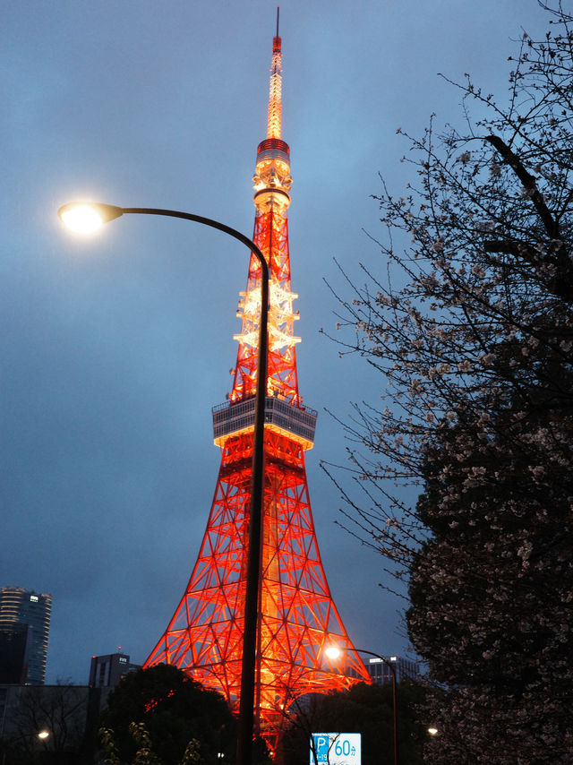 จุดชมซากุระใกล้ Tokyo Tower🗼 