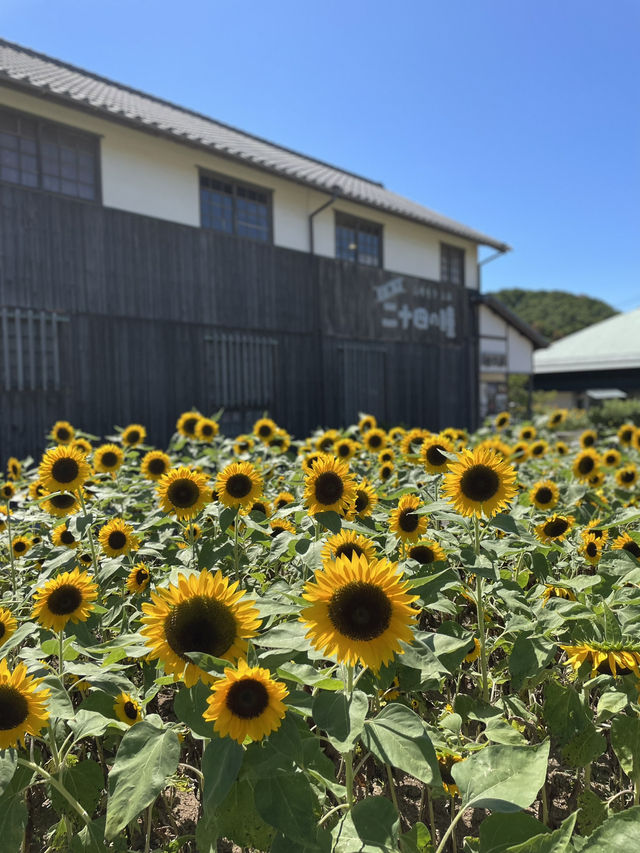 【小豆島】  日本映画、文学のテーマパーク  1500本のひまわり