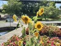 鳥取花迴廊（とっとり花回廊）-8月水上花壇向日葵