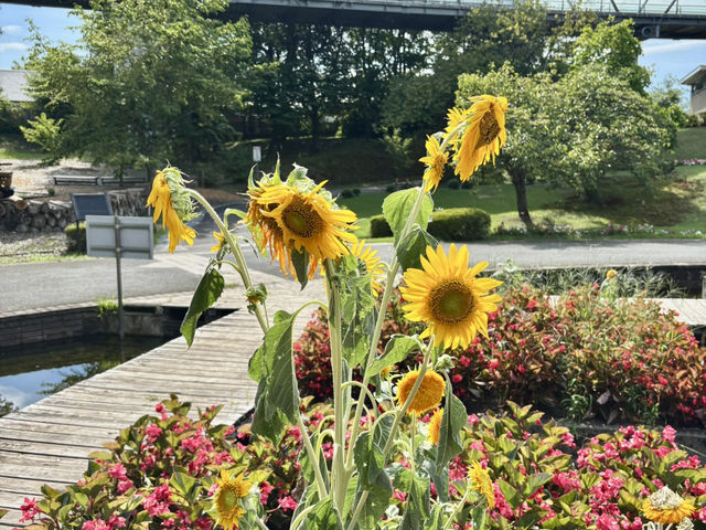 鳥取花迴廊（とっとり花回廊）-8月水上花壇向日葵