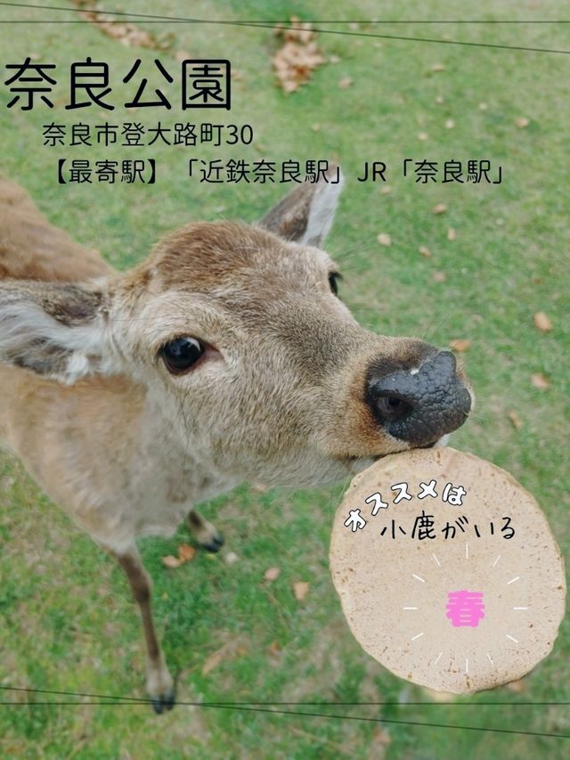 【奈良観光】小鹿に藤の花!奈良公園は春がおすすめ! 【奈良観光】小鹿に藤の花!奈良公園は春がおすすめ!