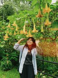 Discovering Serenity: A Journey Through Orchid Forest Cikole