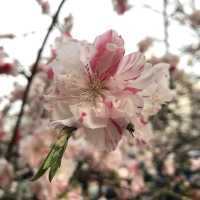 🌸都心の隠れ花見スポット：モモと桜が重なる早稲田鶴巻町🌸