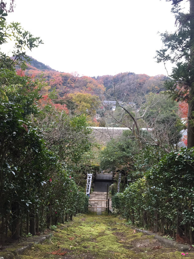 【鎌倉】絶景！マストで行きたい映える寺院と神社