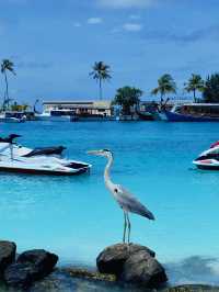 Maldives Huruvalhi Maldives Villas 🌴🌊