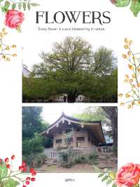 西洋風建築打卡熱點  