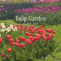 Tulip Garden - Kashmir 🇮🇳