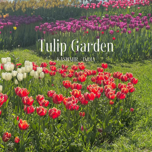 Tulip Garden - Kashmir 🇮🇳