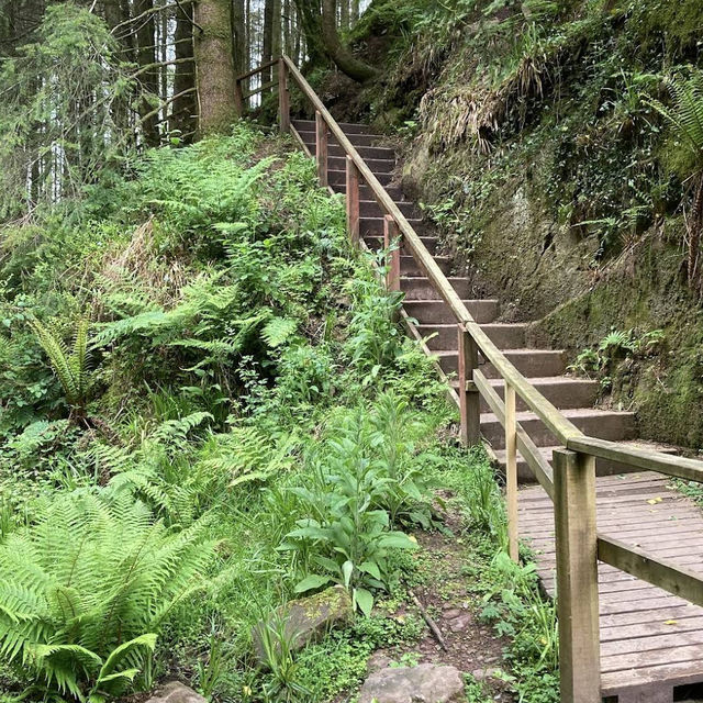 Ballard Waterfall Forest Recreational Area – Hidden Cascades & Woodland Loops of North Cork