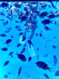 ［埃及旅遊］埃及紅海玻璃船🐠🐡超美的海底世界