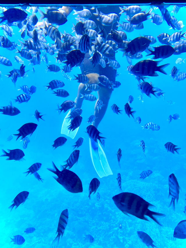 ［埃及旅遊］埃及紅海玻璃船🐠🐡超美的海底世界