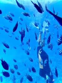 ［埃及旅遊］埃及紅海玻璃船🐠🐡超美的海底世界