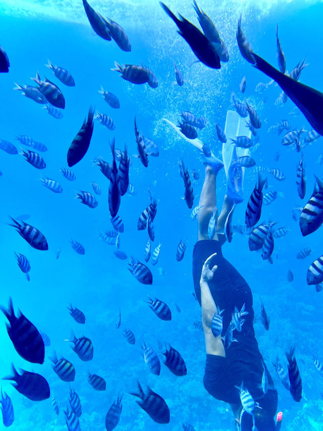 ［埃及旅遊］埃及紅海玻璃船🐠🐡超美的海底世界