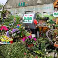 🌋🌸 Yangmingshan – Taipei’s Mountain Escape 🌳✨