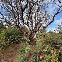 Royal Botanic Garden Edinburgh