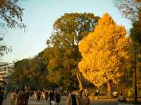 🍁 Autumn Whispers at Ueno Park