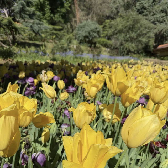 Araluen Botanic Park
