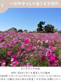 【兵庫】コスモス畑　おすすめ7選