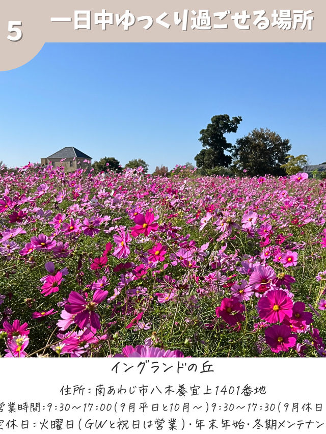 【兵庫】コスモス畑　おすすめ7選