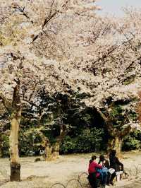  🌸 Sakura Dreams in Tokyo: A Springtime Escape 🌸