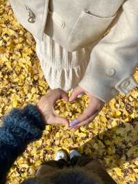 경주 은행나무 포토존 유적지