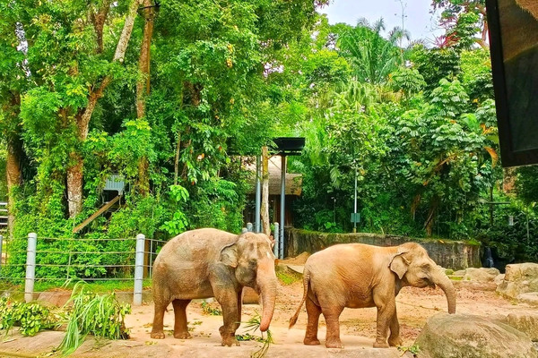 Why Singapore Zoo Is THE Ultimate Fam-Friendly Spring Adventure