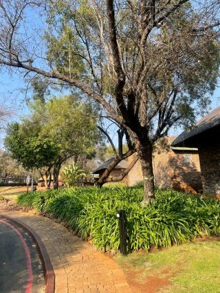 Rating: ⭐⭐⭐⭐⭐

If you are looking for a perfect blend of wild adventure and refined comfort, Bakubung Bush Lodge in the Pilanesberg National Park is an absolute gem. I recently had the pleasure of staying here, and it exceeded expectations on every front.
The Safari Experience
The highlight, naturally, is the proximity to the Big Five. The game drives are incredibly well-organized, led by expert rangers who are walking encyclopedias of the bush. We were lucky enough to spot lions and elephants within the first hour. For those who prefer a slower pace, the lodge overlooks a watering hole where hippos and various birds are frequent visitors—perfect for viewing with a morning coffee.
The Lodge & Amenities
The rooms are spacious, air-conditioned, and strike a great balance between "rustic safari" and "modern luxury."
Service: The staff are exceptionally professional and attentive, ensuring every transition from check-in to the game drive is seamless.
Family-Friendly: It is remarkably well-suited for families. The grounds are secure, and there are plenty of activities to keep younger travelers engaged while the adults soak in the tranquility of the Pilanesberg.
Dining: The buffet spreads are diverse and high-quality, offering a mix of local South African flavors and international favorites.
Pro-Tips for Future Travelers
Book the Early Drive: The 6:00 AM game drive is worth the early wake-up call for the best predator sightings.
Watering Hole View: If possible, request a room closer to the watering hole for prime "stationary" game viewing.
The Spa: After a dusty day in the bush, the on-site spa is a fantastic way to recharge.
Bottom Line: Whether you’re a solo traveler, a couple, or traveling with family, Bakubung provides a world-class safari experience without sacrificing comfort. I would return in a heartbeat!
