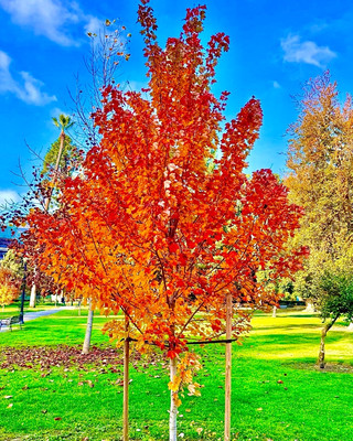 California Capitol Park Autumn Walk Guide 🍁