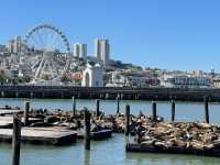 三藩市大滿足之神秘的碼頭Pier 39