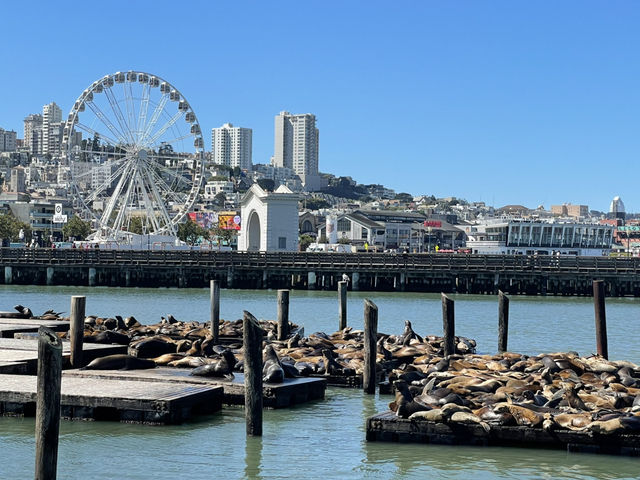 三藩市大滿足之神秘的碼頭Pier 39