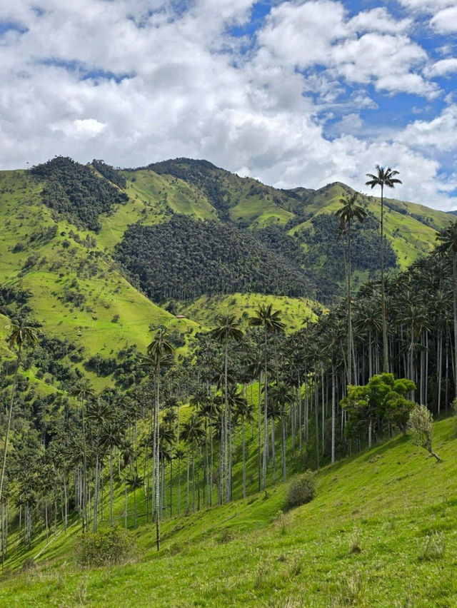 🌟走進《魔法滿屋》的一天｜La Carbonera & Cocora Valley 棕櫚樹仙境攻略 🇨🇴