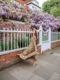 Where to see the wisteria around London