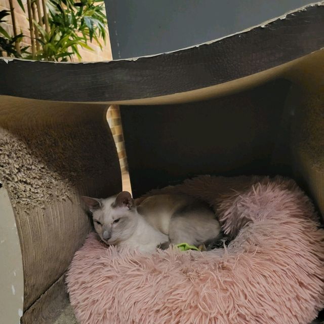 英國人氣貓Cafe~ Kitty Cafe